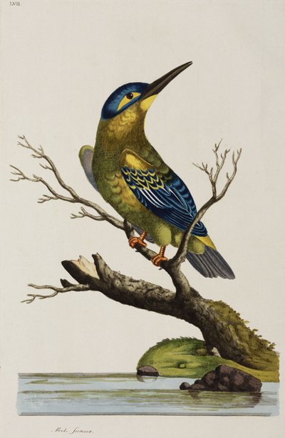 IJsvogel door John Pardon