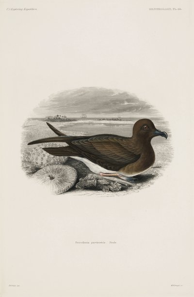 Stormvogel door John Pardon