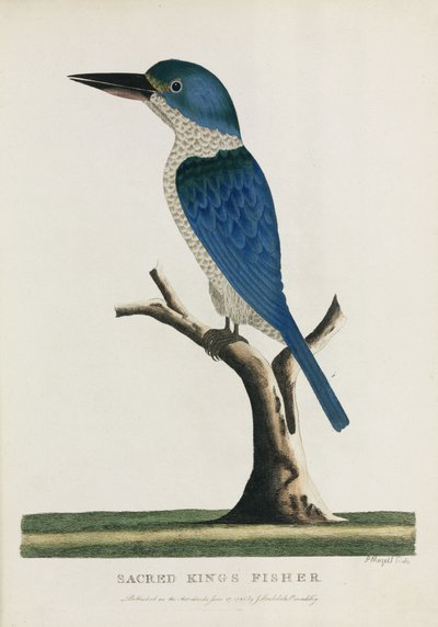 Heilige IJsvogel, Australië, ca. 1788 door John Pardon