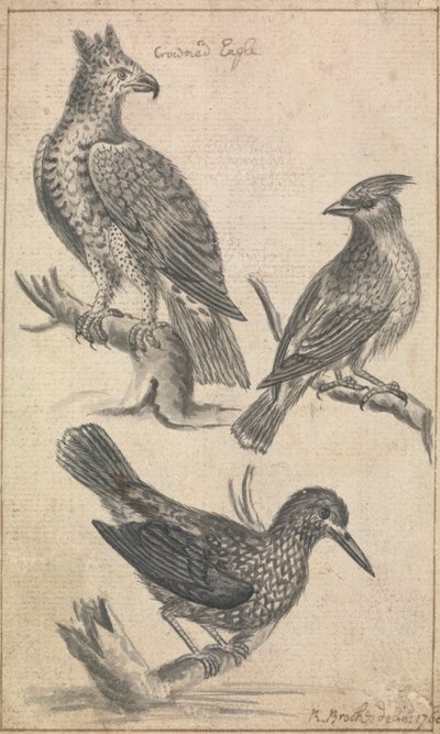 Kroonarend en twee vogels door Richard Brookes