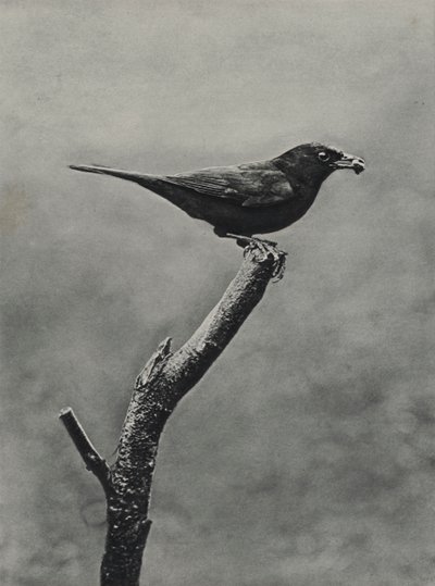 Mannelijke merel met voedsel voor jongen door Richard and Cherry Kearton