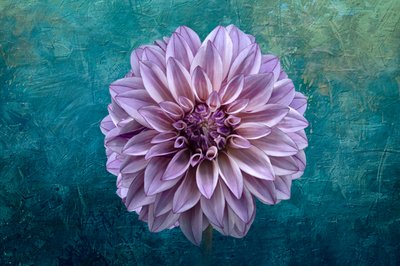 Dahlia op blauwgroen door Richard Urbanski