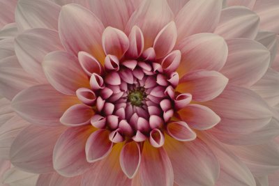 Levendig roze dahlia door Richard Urbanski