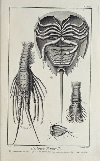 Schaaldieren, illustratie uit 