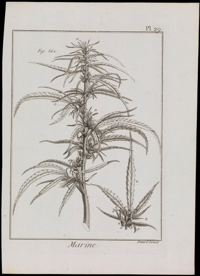 Marien diagram van bloemen, c.1810 door Robert Benard