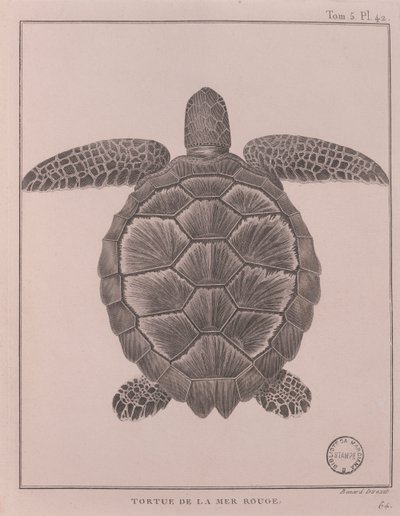Schildpad uit de Rode Zee, illustratie uit 