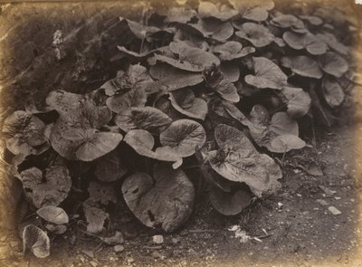 Plantenstudie,jaren 1860 (foto) door Robert Burrows