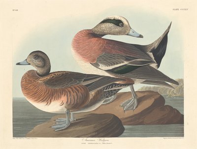 Amerikaanse smient, 1836 door Robert Havell