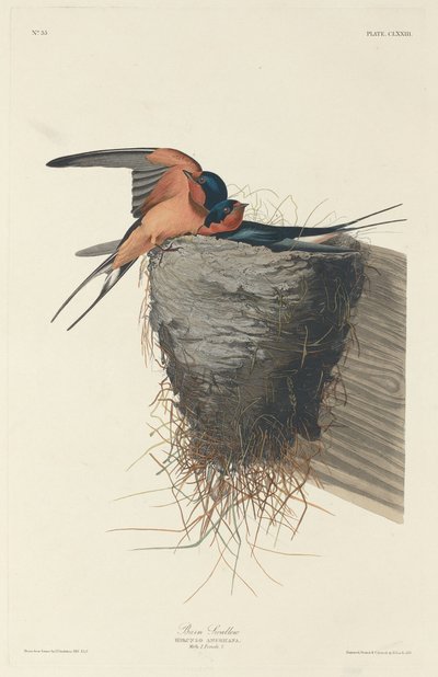 Boerenzwaluw door Robert Havell