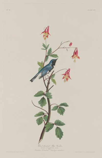 Zwartkeelblauwe Zanger, 1832 door Robert Havell