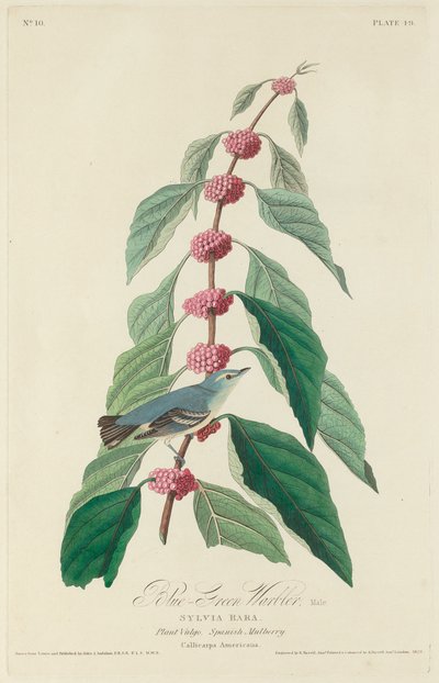 Blauwgroene zanger, 1828 door Robert Havell