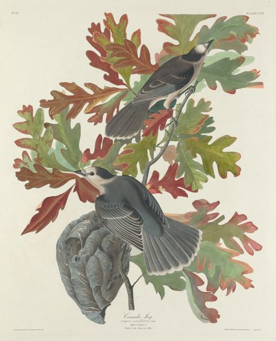Canada gaai, 1831 door Robert Havell