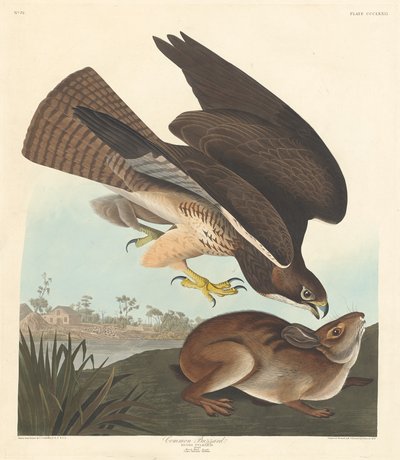 Buizerd, 1837 door Robert Havell