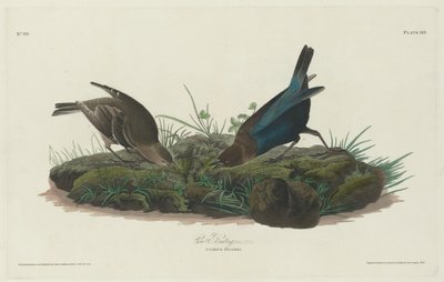 Koevink door Robert Havell