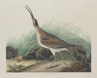 Grote Eskimowulp door Robert Havell