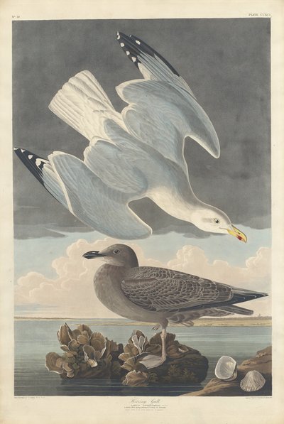 Zilvermeeuw door Robert Havell