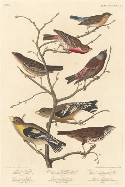 Lazuli Vink door Robert Havell