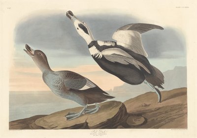 Bonte eend, 1836 door Robert Havell