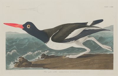 Bonte scholekster door Robert Havell