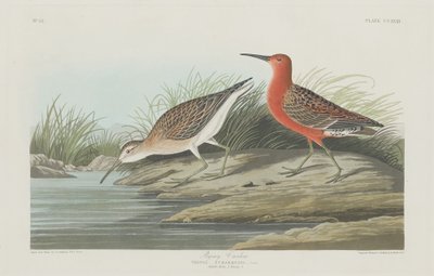 Dwergkievit, 1835 door Robert Havell