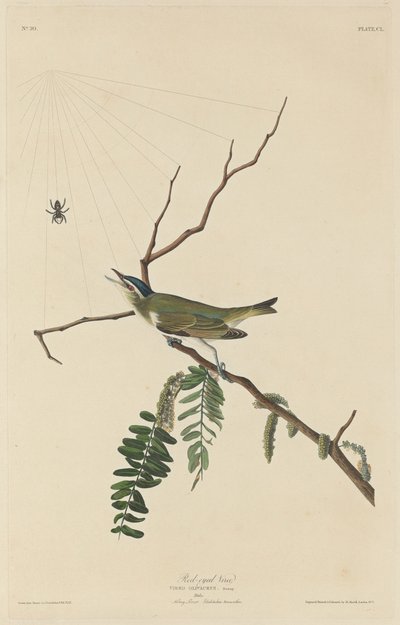 Roodoogvireo door Robert Havell