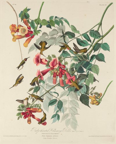 Robijnkeelkolibrie, 1828 door Robert Havell