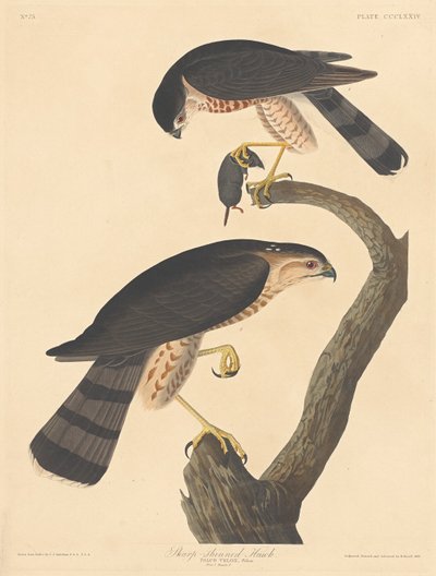Sperwer, 1837 door Robert Havell