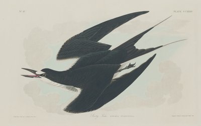 Roetstern door Robert Havell