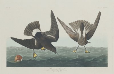 Stormvogel, 1835 door Robert Havell