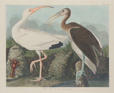 Witte ibis, 1834 door Robert Havell