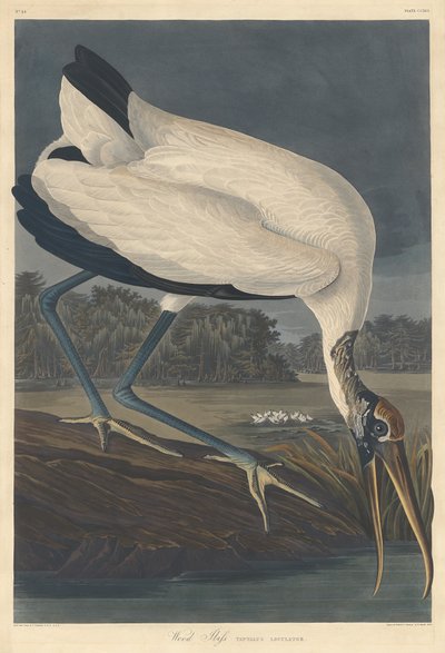 Houtibis, 1834 door Robert Havell