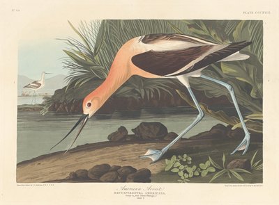 Amerikaanse Avocet door Robert Havell after John James Audubon