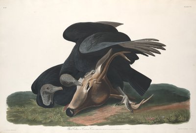 Zwarte Gier door Robert Havell after John James Audubon