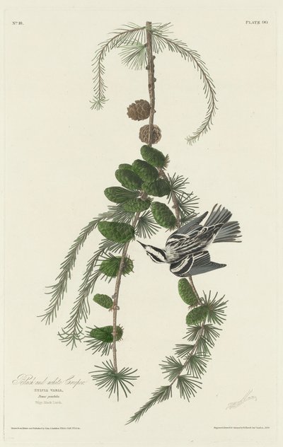 Zwart-witte Kruiper door Robert Havell after John James Audubon