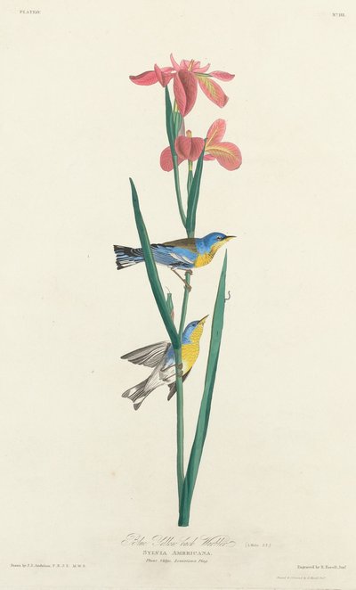 Blauw Geelrugzanger door Robert Havell after John James Audubon