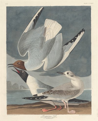 Bonapartische Meeuw door Robert Havell after John James Audubon