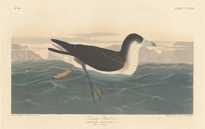 Donkere stormvogel door Robert Havell after John James Audubon