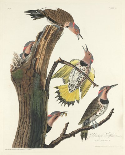 Goudvleugelige specht door Robert Havell after John James Audubon