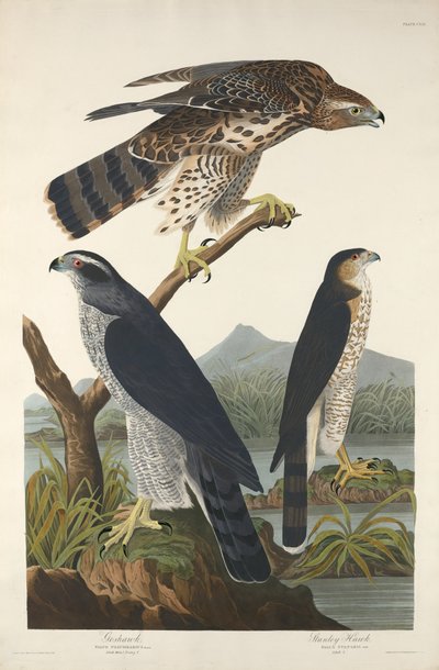 Havik en Stanley Havik door Robert Havell after John James Audubon