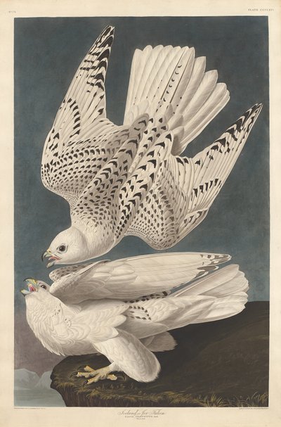 IJslandse of Jer Valk door Robert Havell after John James Audubon