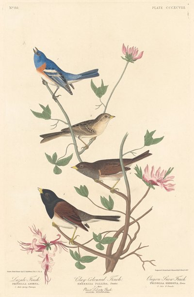 Lazuli Vink, Klei-gekleurde Vink en Oregon Sneeuwvink door Robert Havell after John James Audubon