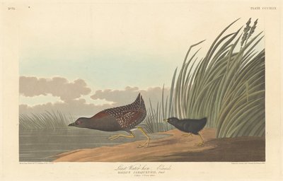Kleine Waterhoen door Robert Havell after John James Audubon