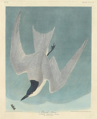 Moerasstern door Robert Havell after John James Audubon