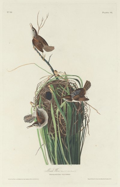 Moeraswinterkoning door Robert Havell after John James Audubon