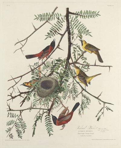 Boomgaard Oriole door Robert Havell after John James Audubon