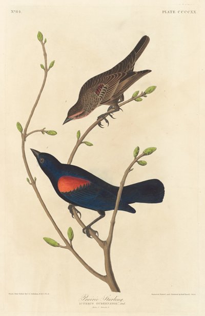 Prairie Spreeuw door Robert Havell after John James Audubon