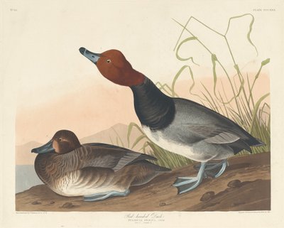 Roodkop-eend door Robert Havell after John James Audubon