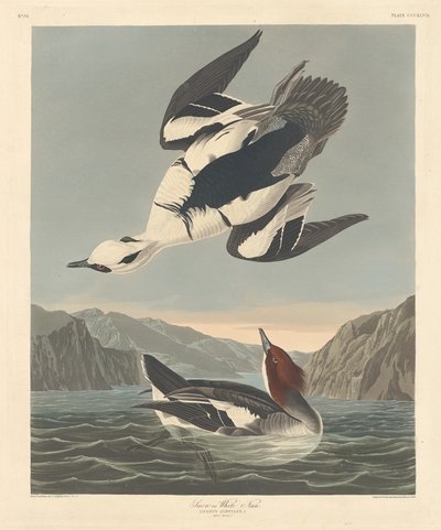 Nonnetje of Witte Non door Robert Havell after John James Audubon