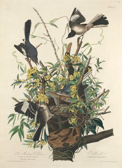 De Spotvogel door Robert Havell after John James Audubon