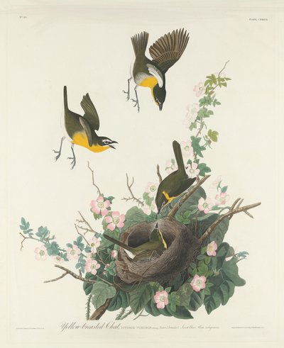 Geelborstzanger door Robert Havell after John James Audubon